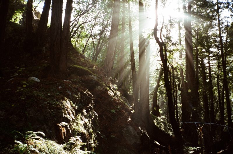 Best American road trip books - Big Sur forest