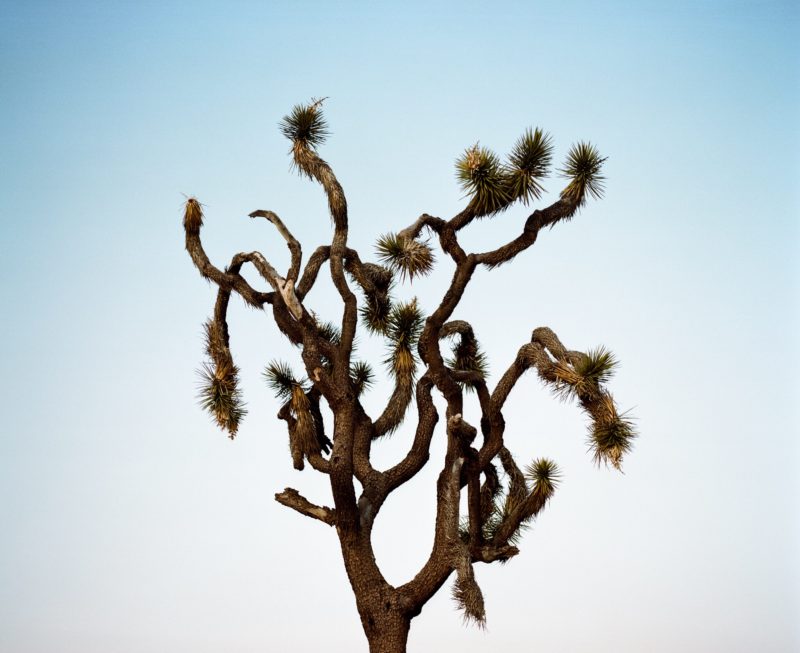best american road trip books joshua tree