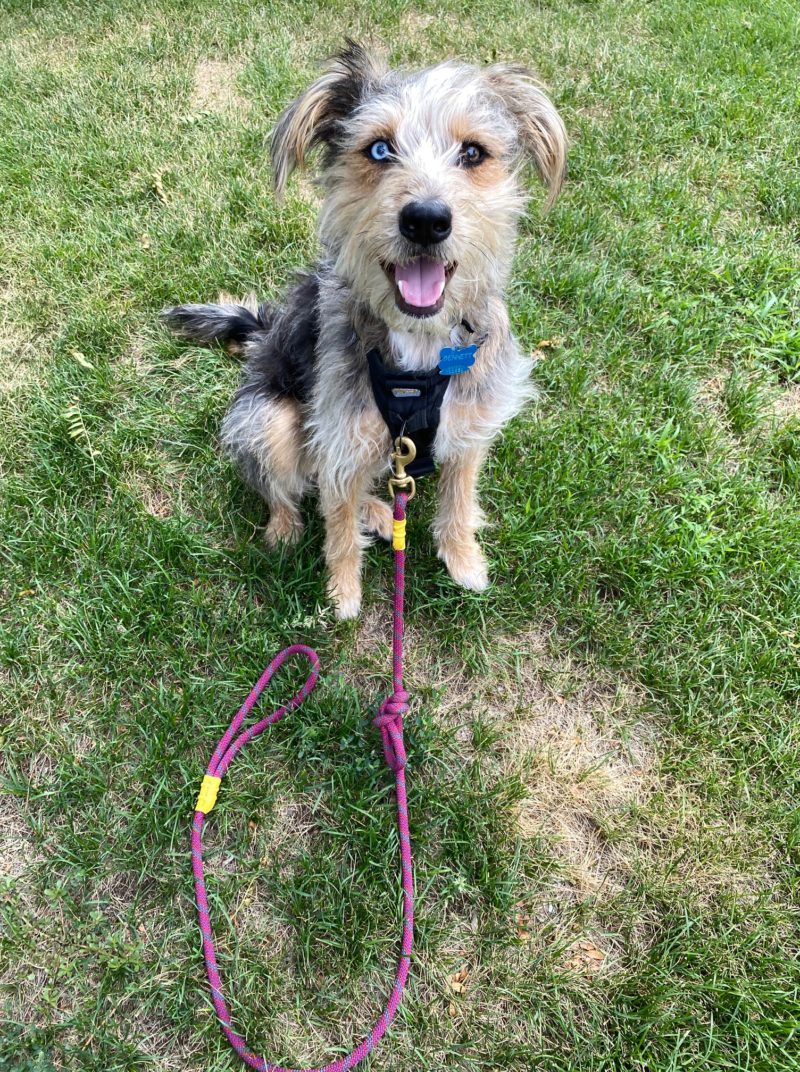 Dog Leash